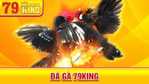 Đá gà 79King: Cá cược đá gà Thomo chuyên nghiệp xanh chín 8 Đá gà 79King